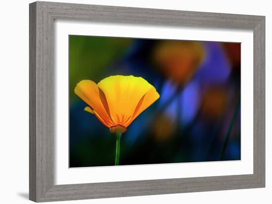 California Poppy 1-Ursula Abresch-Framed Photographic Print