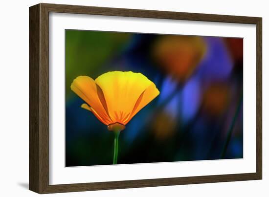 California Poppy 1-Ursula Abresch-Framed Photographic Print