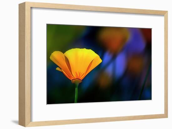 California Poppy 1-Ursula Abresch-Framed Photographic Print