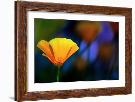 California Poppy 1-Ursula Abresch-Framed Photographic Print