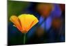 California Poppy 1-Ursula Abresch-Mounted Photographic Print