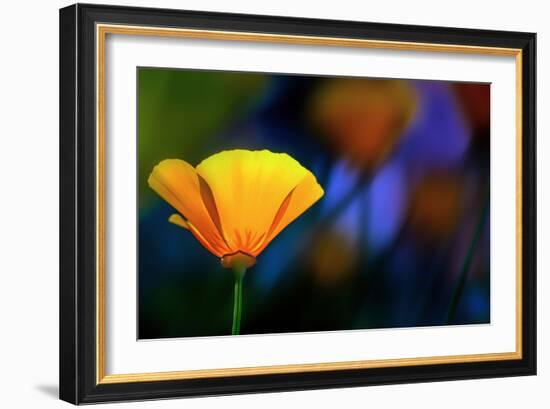 California Poppy 1-Ursula Abresch-Framed Photographic Print