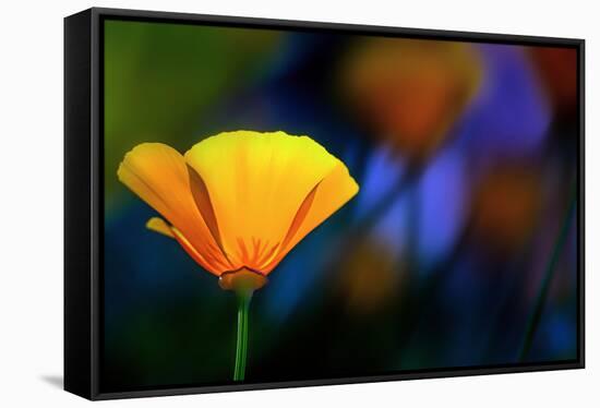 California Poppy 1-Ursula Abresch-Framed Stretched Canvas