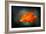 California Poppy 2-Ursula Abresch-Framed Photographic Print