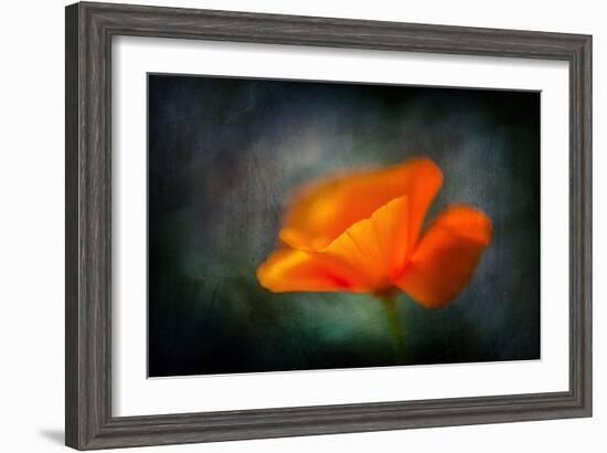 California Poppy 2-Ursula Abresch-Framed Photographic Print