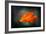 California Poppy 2-Ursula Abresch-Framed Photographic Print