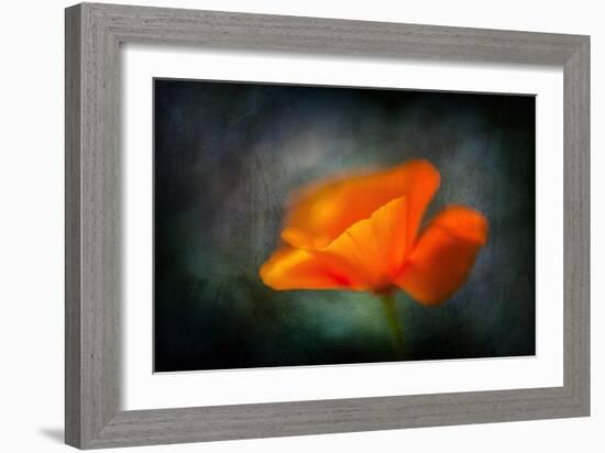 California Poppy 2-Ursula Abresch-Framed Photographic Print