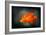 California Poppy 2-Ursula Abresch-Framed Photographic Print