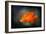 California Poppy 2-Ursula Abresch-Framed Photographic Print