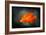 California Poppy 2-Ursula Abresch-Framed Photographic Print