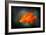 California Poppy 2-Ursula Abresch-Framed Photographic Print