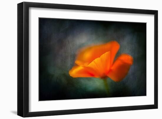 California Poppy 2-Ursula Abresch-Framed Photographic Print