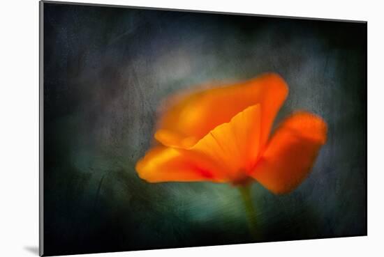 California Poppy 2-Ursula Abresch-Mounted Photographic Print