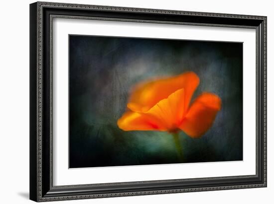 California Poppy 2-Ursula Abresch-Framed Photographic Print