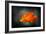 California Poppy 2-Ursula Abresch-Framed Photographic Print