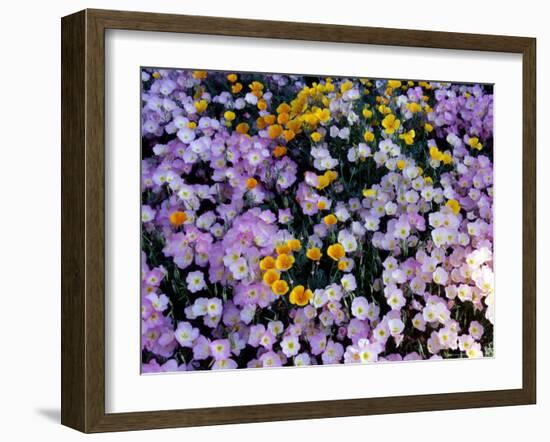 California Poppy and Mexican Primrose, Utah, USA-Howie Garber-Framed Photographic Print