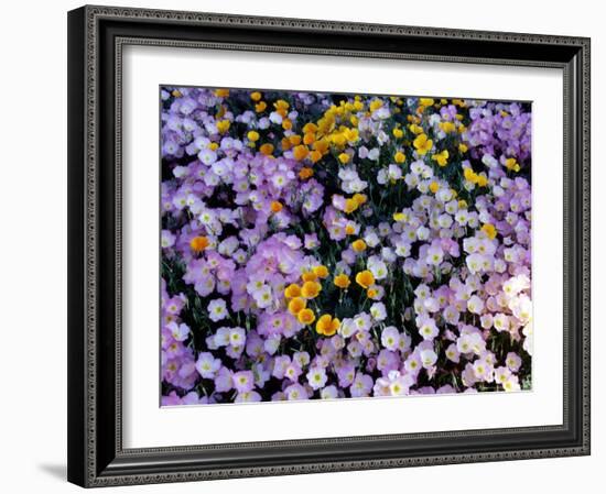 California Poppy and Mexican Primrose, Utah, USA-Howie Garber-Framed Photographic Print