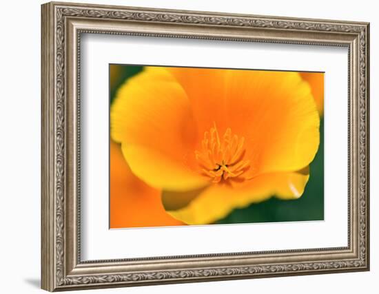 California Poppy detail, Antelope Valley, California, USA-Russ Bishop-Framed Photographic Print