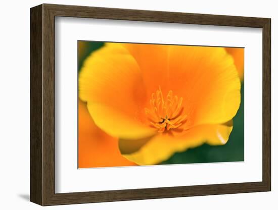 California Poppy detail, Antelope Valley, California, USA-Russ Bishop-Framed Photographic Print
