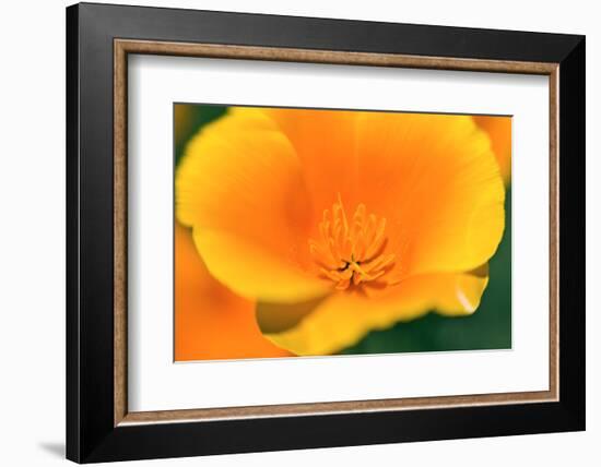 California Poppy detail, Antelope Valley, California, USA-Russ Bishop-Framed Photographic Print