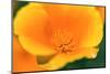 California Poppy detail, Antelope Valley, California, USA-Russ Bishop-Mounted Photographic Print