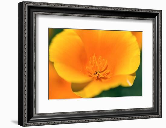 California Poppy detail, Antelope Valley, California, USA-Russ Bishop-Framed Photographic Print