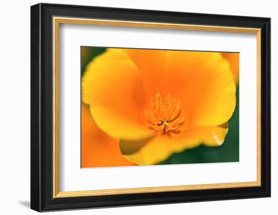 California Poppy detail, Antelope Valley, California, USA-Russ Bishop-Framed Photographic Print