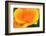 California Poppy detail, Antelope Valley, California, USA-Russ Bishop-Framed Photographic Print