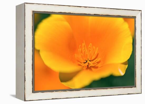 California Poppy detail, Antelope Valley, California, USA-Russ Bishop-Framed Premier Image Canvas