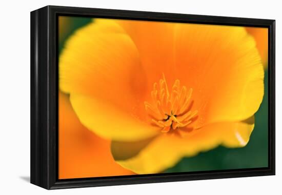 California Poppy detail, Antelope Valley, California, USA-Russ Bishop-Framed Premier Image Canvas