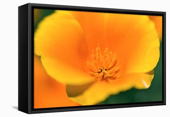 California Poppy detail, Antelope Valley, California, USA-Russ Bishop-Framed Premier Image Canvas