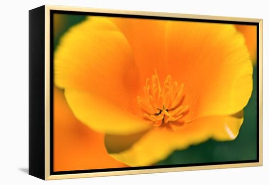 California Poppy detail, Antelope Valley, California, USA-Russ Bishop-Framed Premier Image Canvas