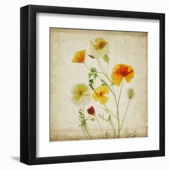 California Poppy Garden I-Judy Stalus-Framed Art Print