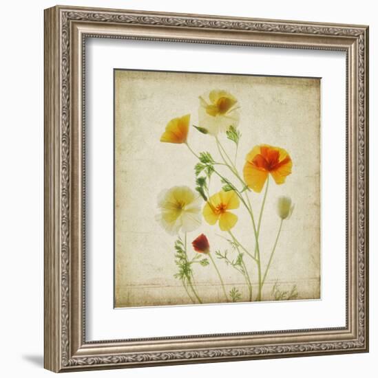 California Poppy Garden I-Judy Stalus-Framed Art Print