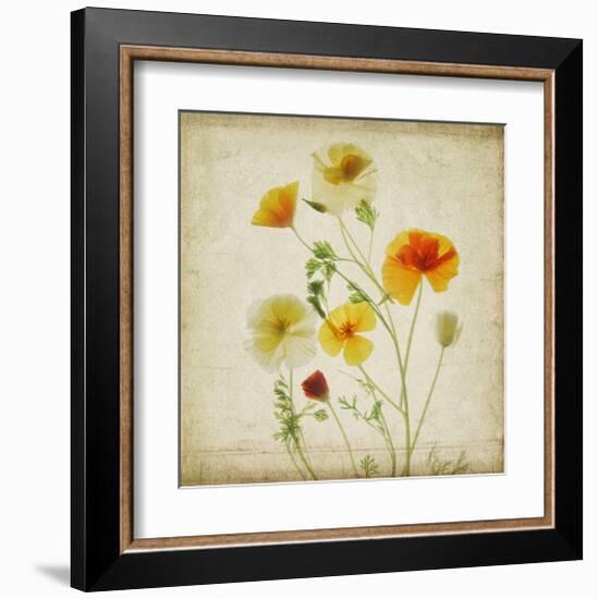 California Poppy Garden I-Judy Stalus-Framed Art Print