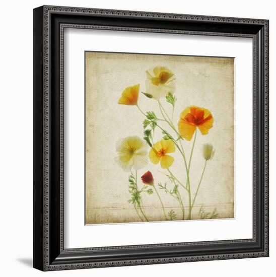 California Poppy Garden I-Judy Stalus-Framed Art Print