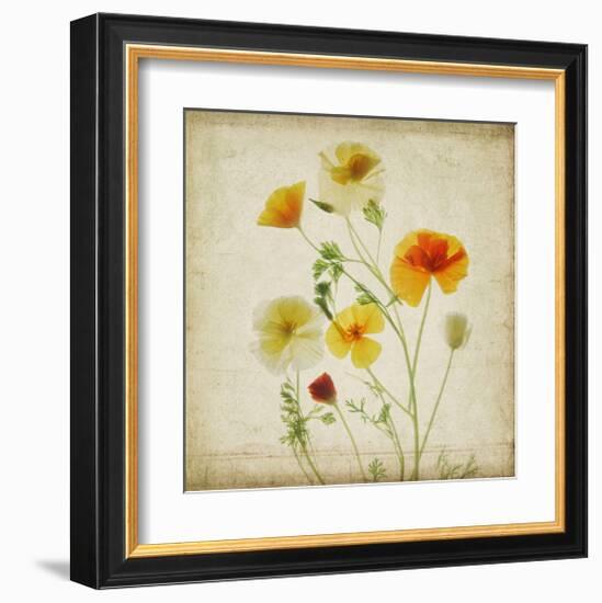 California Poppy Garden I-Judy Stalus-Framed Art Print