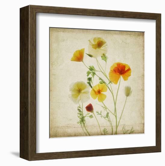 California Poppy Garden I-Judy Stalus-Framed Art Print