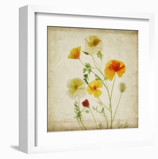 California Poppy Garden I-Judy Stalus-Framed Art Print