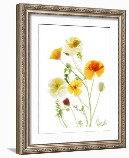 California Poppy Garden II-Judy Stalus-Framed Premium Giclee Print