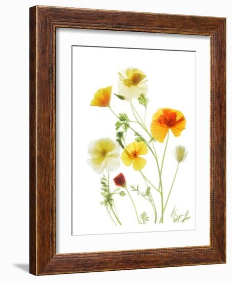 California Poppy Garden II-Judy Stalus-Framed Premium Giclee Print