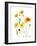 California Poppy Garden II-Judy Stalus-Framed Premium Giclee Print