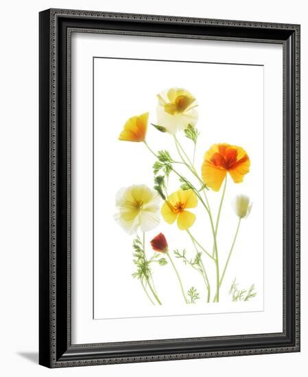 California Poppy Garden II-Judy Stalus-Framed Premium Giclee Print