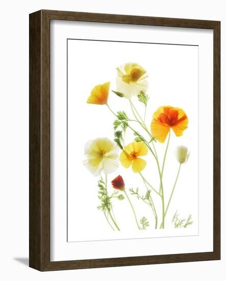 California Poppy Garden II-Judy Stalus-Framed Art Print