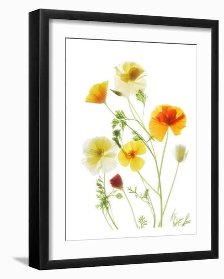 California Poppy Garden II-Judy Stalus-Framed Art Print