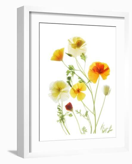 California Poppy Garden II-Judy Stalus-Framed Art Print