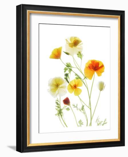 California Poppy Garden II-Judy Stalus-Framed Art Print