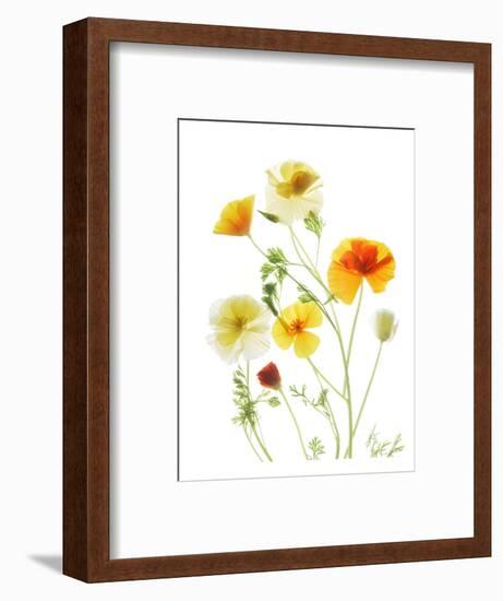 California Poppy Garden II-Judy Stalus-Framed Art Print