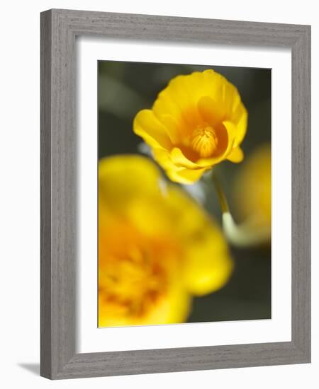 California Poppy I-Jonathan Nourock-Framed Photographic Print