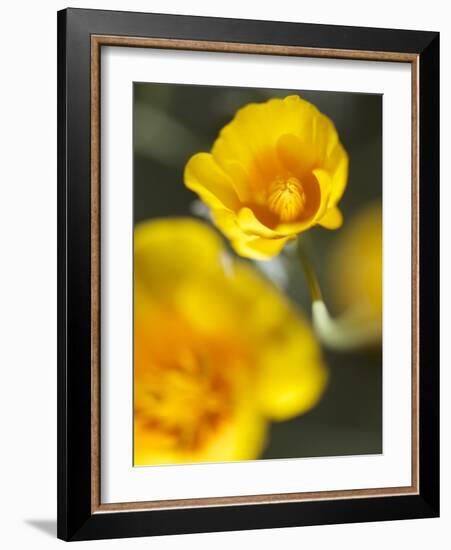 California Poppy I-Jonathan Nourock-Framed Photographic Print